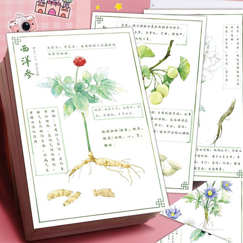 中草药水彩贴纸6张防水手账
