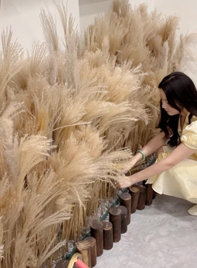 新品芦苇乾燥花h花束真花客厅落地摆婚庆场景造型家俱装饰天然小