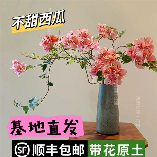 不甜西瓜三角梅原生苗四季开花阳台爬藤垂丝稀有品种阳台窗台花卉