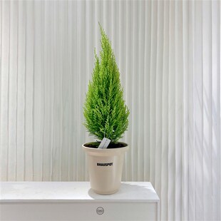 香松盆栽阳台桌面观叶风清新柠檬植物香冠柏圣诞小松装饰创意绿植