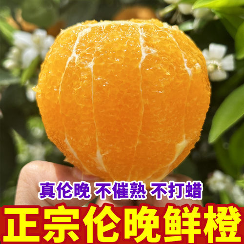 伦晚脐橙春橙当季新鲜孕妇水果手剥正宗湖北秭归整箱甜橙子