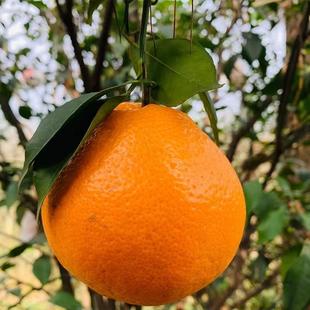 正宗四川浦江特级春见粑粑柑当季丑桔子耙耙柑孕妇水果10斤包邮橘