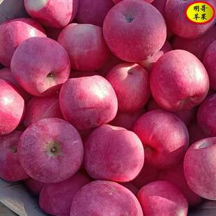 红富士苹果新鲜水果当季甜脆多汁正宗绥中农户自销带皮吃精品水果