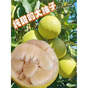 湖南永州江永老树沙田柚香柚10斤装纯甜冰糖柚非容县梅州白心柚子