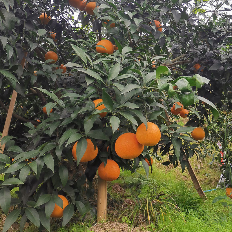 正宗四川蒲江爱媛38号柑橘果冻橙现摘现发净重9斤22-24个左右