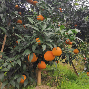 正宗四川蒲江爱媛38号柑橘果冻橙现摘现发净重9斤22-24个左右