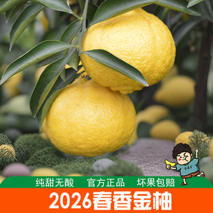 正宗宁波春香金柚整箱新鲜黄金贡柚水果当季甜桔柚礼盒装柚子10斤