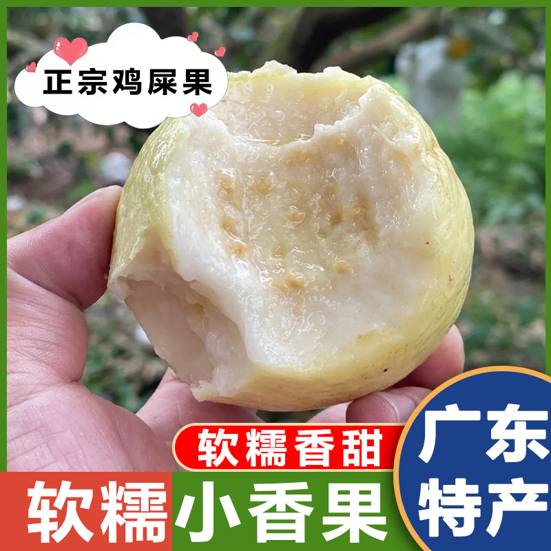 软糯小香果芭乐白心奶油番石榴5斤 新鲜水果奶油软糯心黄金巴乐果
