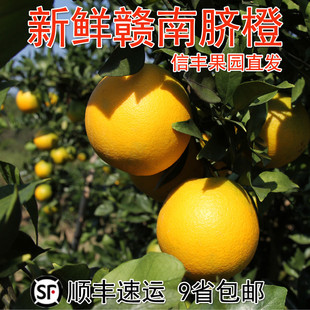 正宗新鲜当季孕妇水果10信丰脐橙20斤产地直发