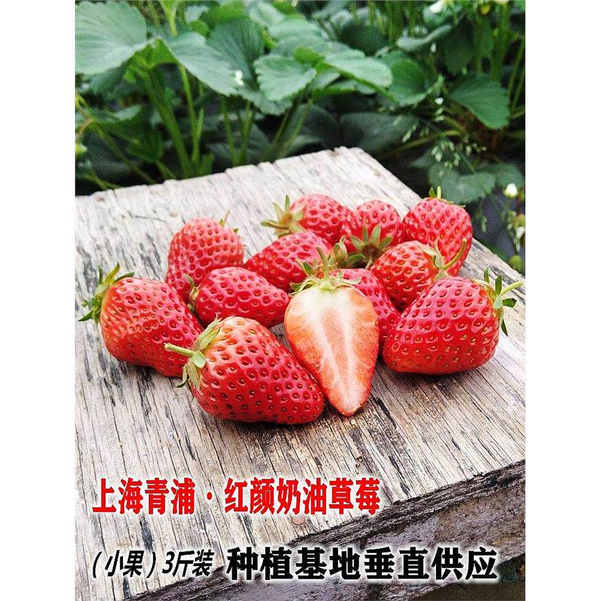 青浦红霞章姬奶油小草莓新鲜红颜应季水果 烘焙点缀3斤装顺丰包邮