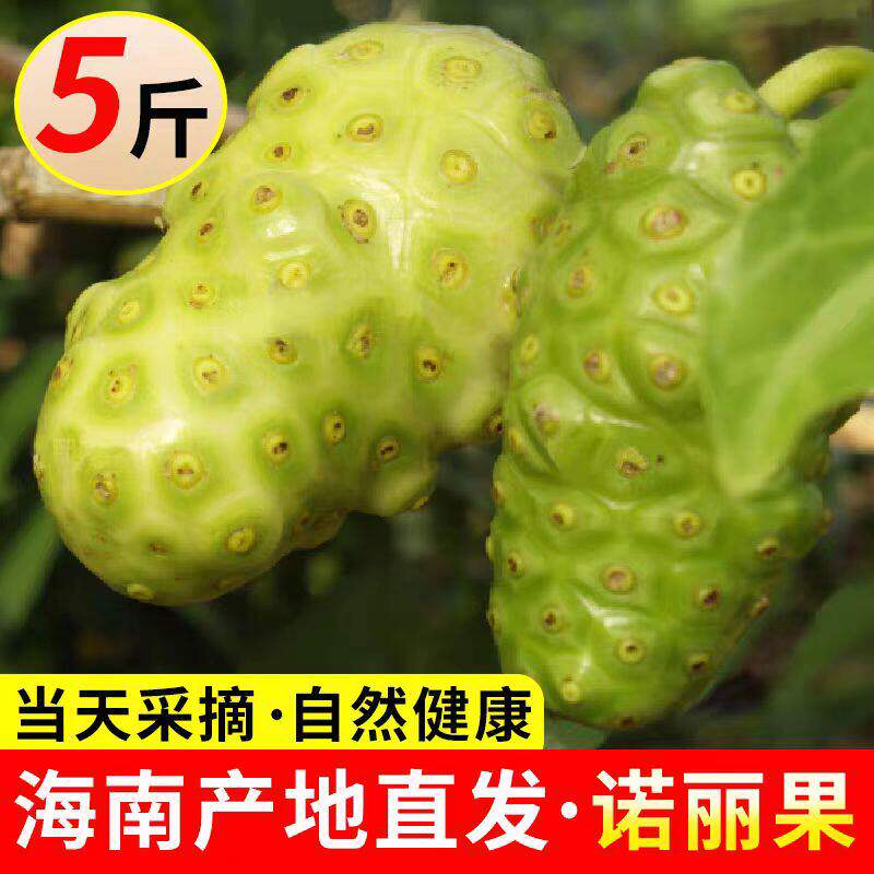 海南诺丽果新鲜水果10斤现摘现发诺尼果做酵素煮水炖汤包邮诺丽果