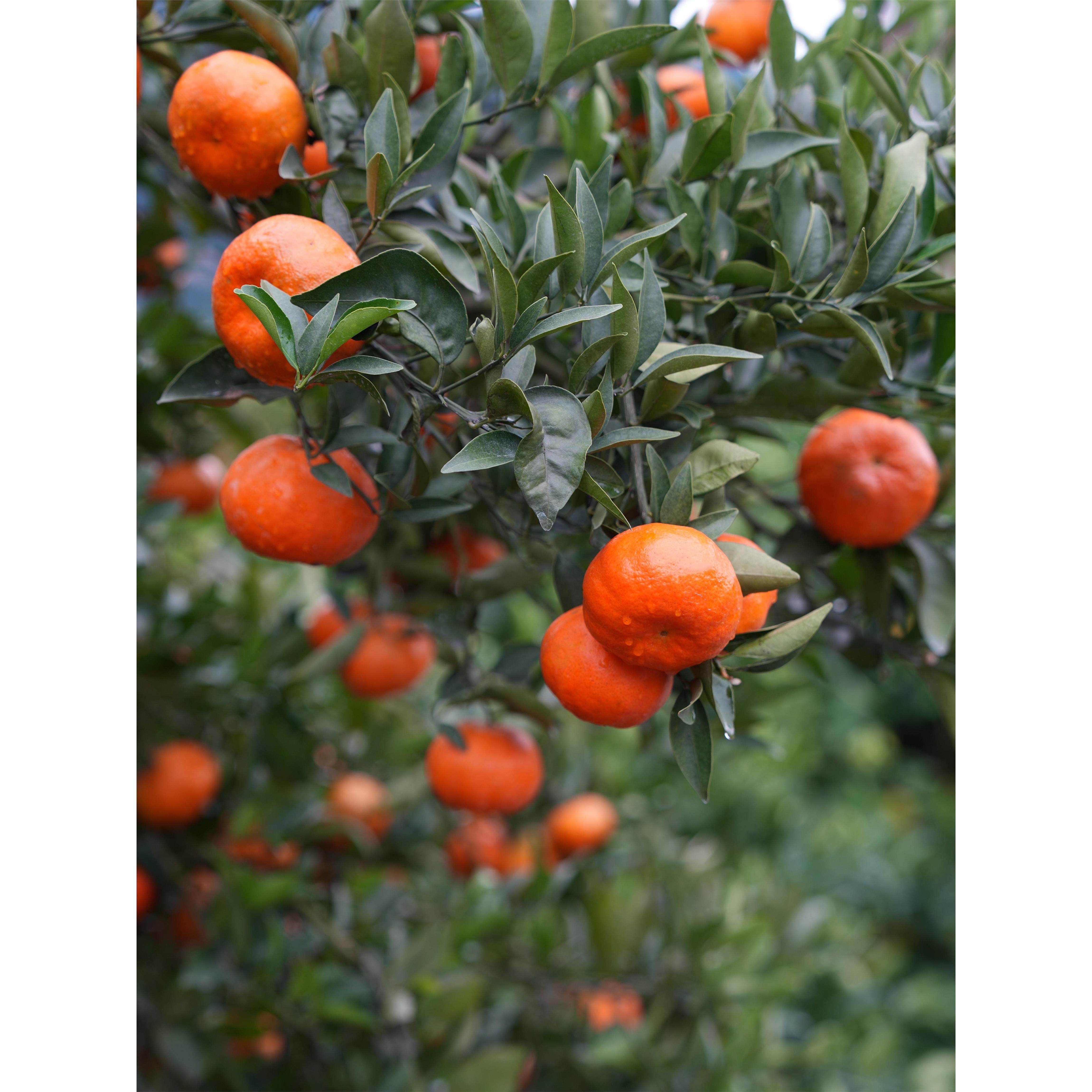 四川红橘大红袍橘子万州古红桔重庆桔子新鲜水果10斤陈皮柑橘川桔,包装,水果包装,淘宝优惠券,粉丝福利购,淘宝优惠卷