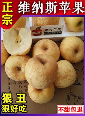 新鲜水果 正宗山东烟台威海黄金维纳斯苹果纯甜4-5斤吃的冰糖心丑