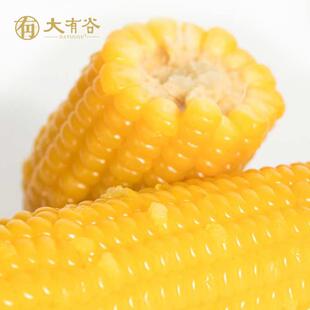 大有谷敖汉金有机糯玉米当季零添加粗粮200g*10穗