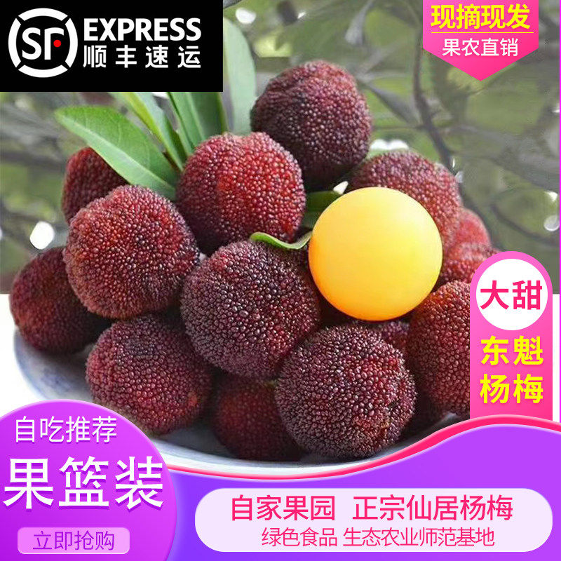 8A正宗仙居东魁杨梅顺丰
