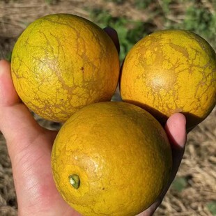 海南琼中绿橙十斤装花皮果丑果小黄果高山新鲜现摘现发顺丰包邮