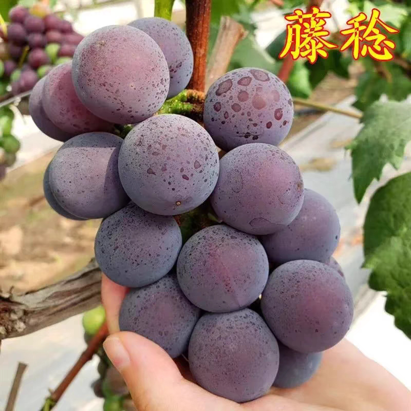 顺丰藤稔葡萄新鲜乒乓球东北葡萄4斤时令当季大颗粒玫瑰孕妇水果