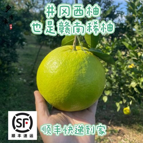 乡情味江西井岗西柚赣南稀柚鸡尾青柚非葡萄柚富硒西柚纯甜10斤