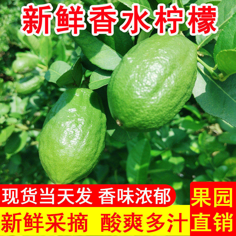 现摘广东香水青柠檬5斤青柠檬新鲜应当季大小水果皮薄多汁香柠檬,包装,水果包装,淘宝优惠券,粉丝福利购,淘宝优惠卷