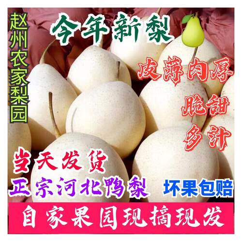 河北鸭梨当季水果10斤水