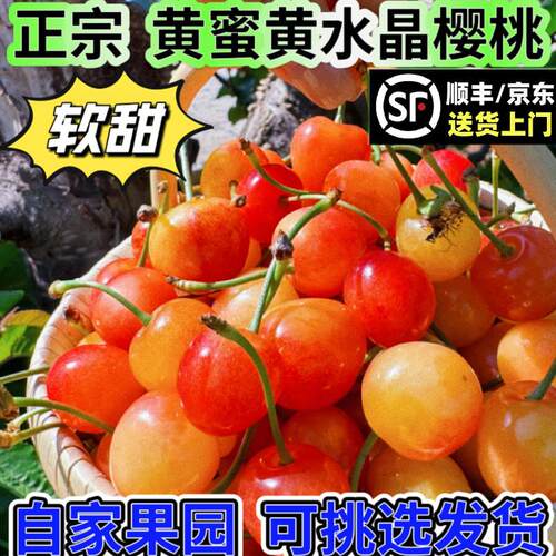 正宗黄水晶黄蜜樱桃山东烟台新鲜水果当季大樱桃露天包邮纯甜软糯