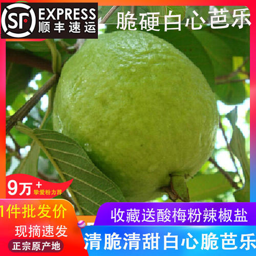 广西现摘白心芭乐番石榴5