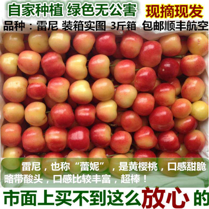 现摘现发农家自种山东雷尼/南阳/佳红大黄樱桃2 3 5斤顺丰航空