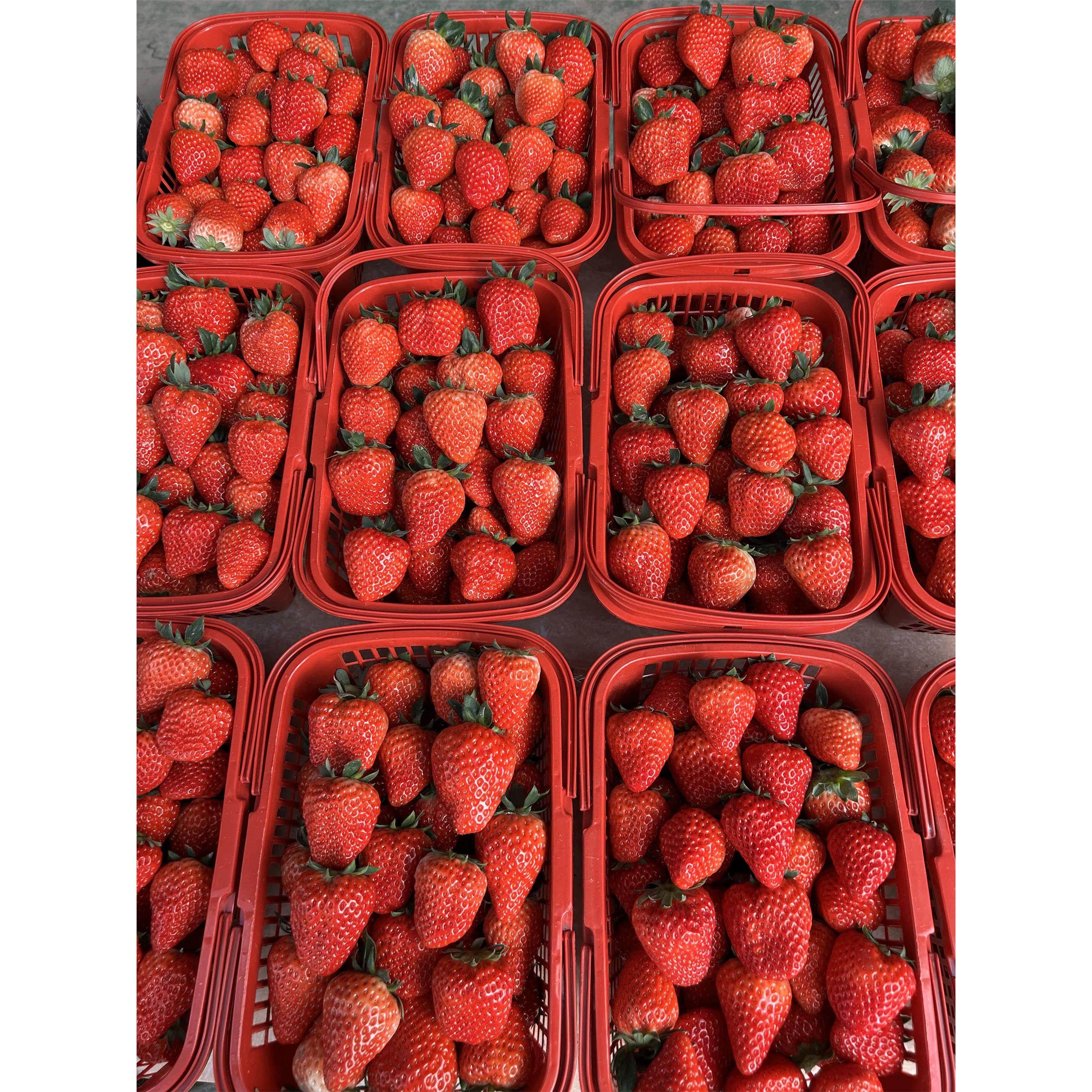 奶香小草莓超香甜上海青浦白鹤红颜奶油草莓现采绿色礼盒装非丹东