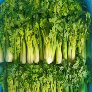 清芹芽新鲜特色蔬菜云南高原水果青芹芽西芹嫩芽餐饮特色食材3斤