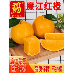 正宗廉江红橙红江特产农场橙子湛江红光橙红心橙现摘现发10斤礼盒