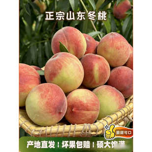 正宗现摘冬桃新鲜应季桃子新鲜水果春雪脆桃毛桃黄整箱包邮