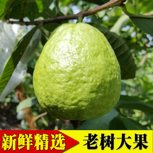应季台湾珍珠白心芭乐果