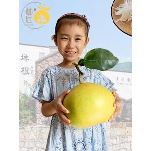 玉环文旦柚子台州垟根新鲜水果水晶白心甜大蜜柚孕妇当季现货