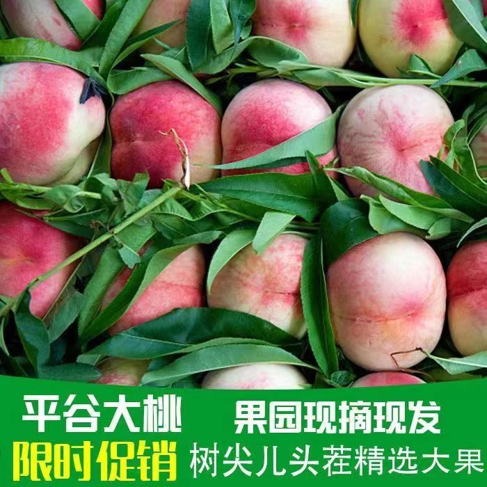 正宗北京大桃新鲜水蜜桃当季平谷久保桃脆甜多汁应季毛桃软硬14号