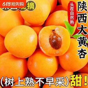 现摘杏子水果新鲜大黄杏金太阳杏应季水果孕妇可食酸脆水果整箱