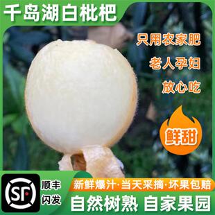 杭州千岛湖塘栖正宗白沙白玉白枇杷鲜甜当季树熟孕妇新鲜水果大果