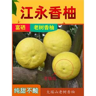 正宗江永香柚老树柚子纯甜沙田柚甜柚湖南永州特产贡柚新鲜水果