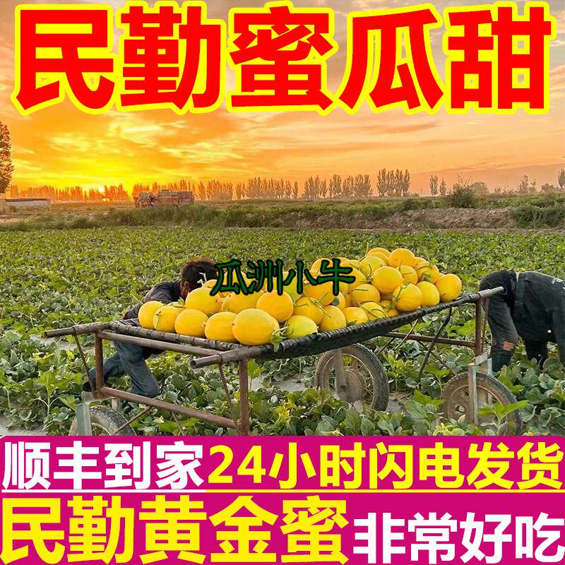 顺丰正宗甘肃民勤蜜瓜金红宝黄金蜜瓜黄河香瓜甜瓜新鲜水果哈密瓜
