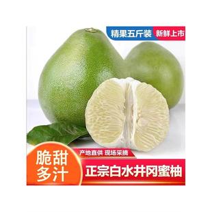 江西吉水白水镇井冈蜜柚金沙柚青皮柚子多汁新鲜水果现摘现发包邮