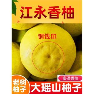 正宗江永香柚老树柚沙田柚当季新鲜水果胡柚湖南永州湘超柚子贡柚