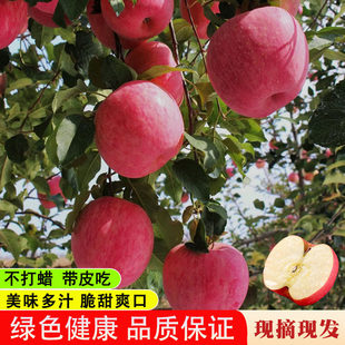 甘肃苹果红富士当季冰糖心10斤精品苹果庆阳苹果脆甜产地直发整箱