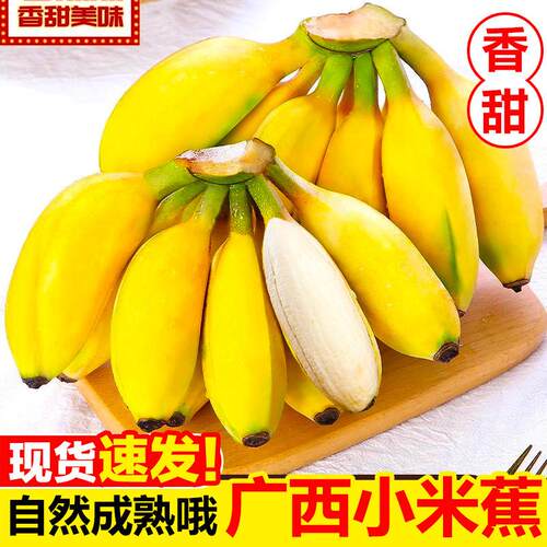 正宗广西小米蕉香蕉新鲜水果整箱当季鲜苹果蕉自然熟粉蕉包邮整箱