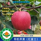 2024年有机苹 果9.8斤有机认证证书有机码 有机红富士不打蜡口感好
