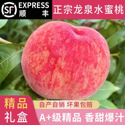 甄选出口级桃子正宗龙泉