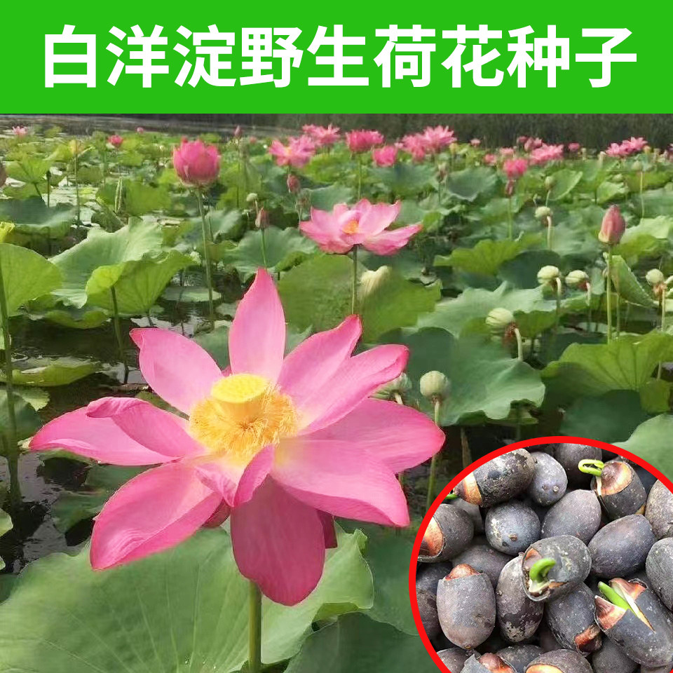 白洋淀荷花籽种子池塘盆栽莲蓬水生花卉水培观赏莲花藕苗带芽藕种