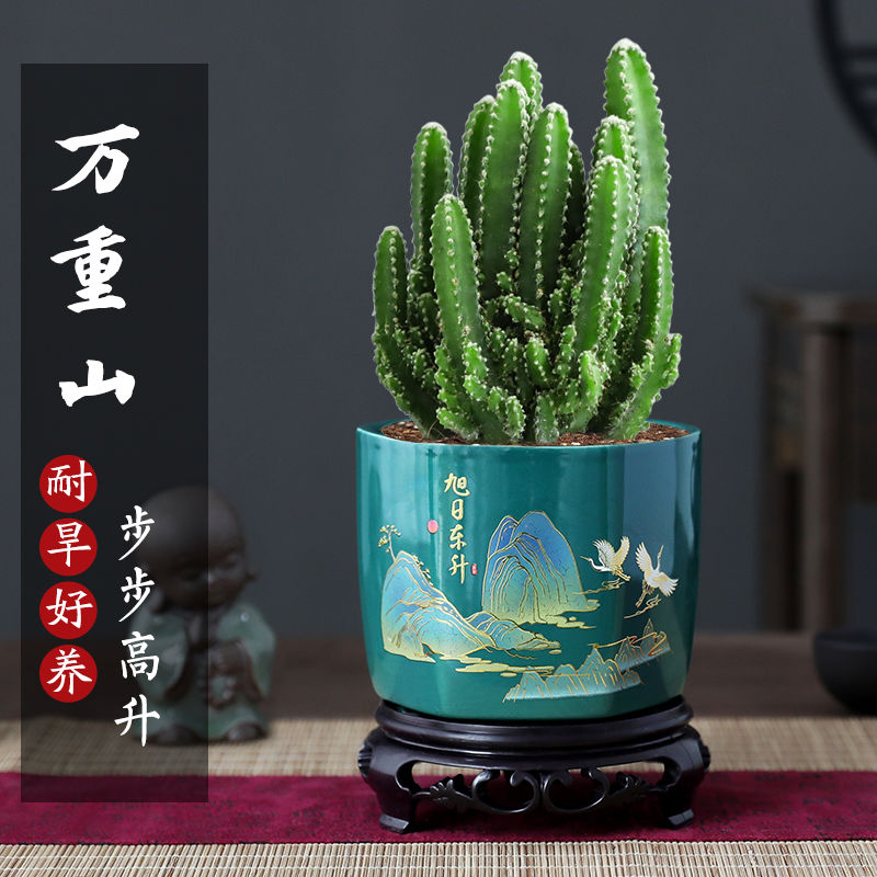 万重山盆栽仙人掌多肉植物室内办公室绿植四季常绿仙人球好养