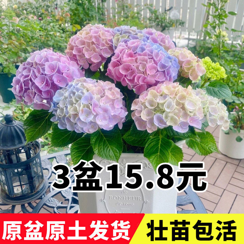 绣球花苗大花植物尽夏开花好养的花四季不断盆栽花卉植物室内花