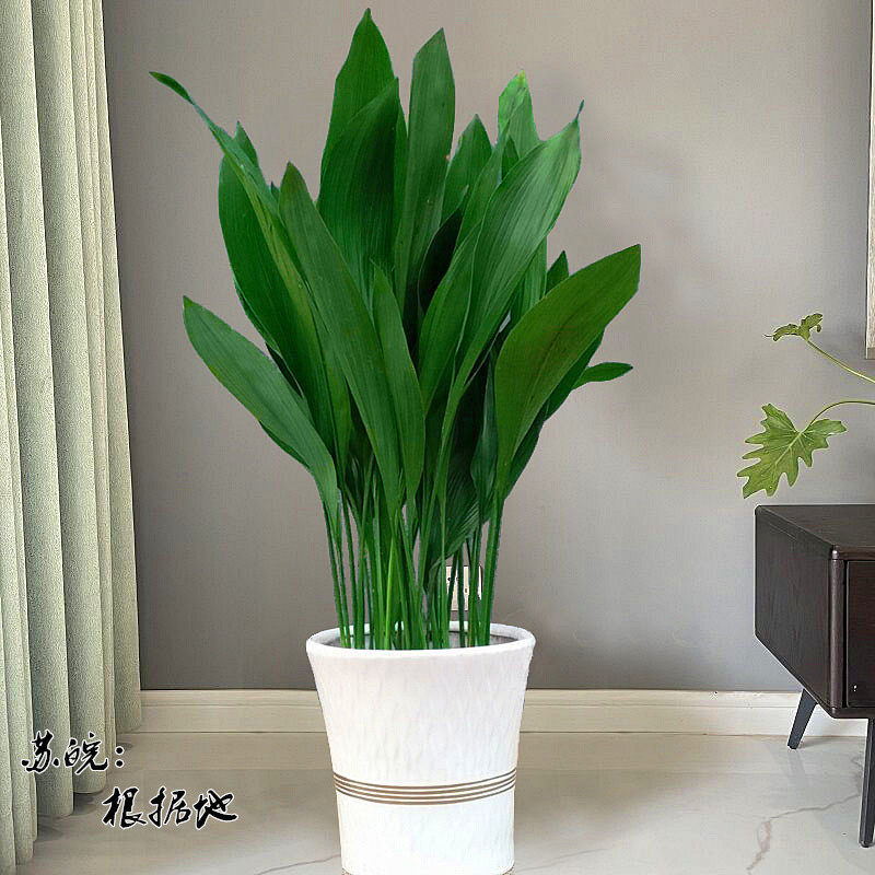 一叶兰盆栽耐寒喜阴植物办公室内庭院观叶绿植兰花净化空气吸,鲜花速递/花卉仿真/绿植园艺,造型盆景,淘宝优惠券,粉丝福利购,淘宝优惠卷