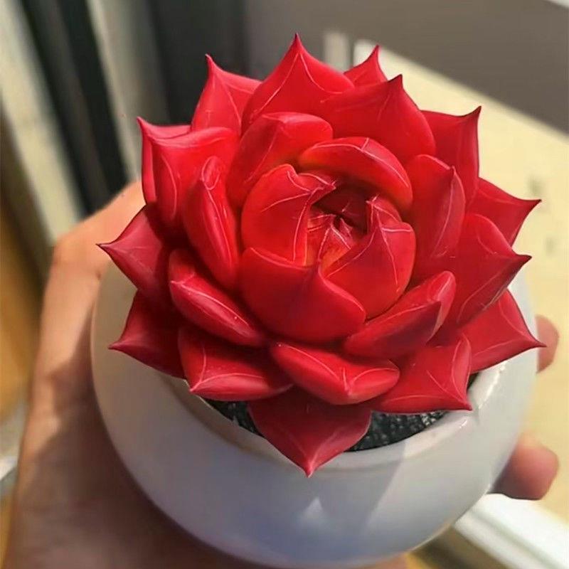 多肉植物 风火轮火红色盆栽花卉绿植玉露红宝石室内防辐射吸