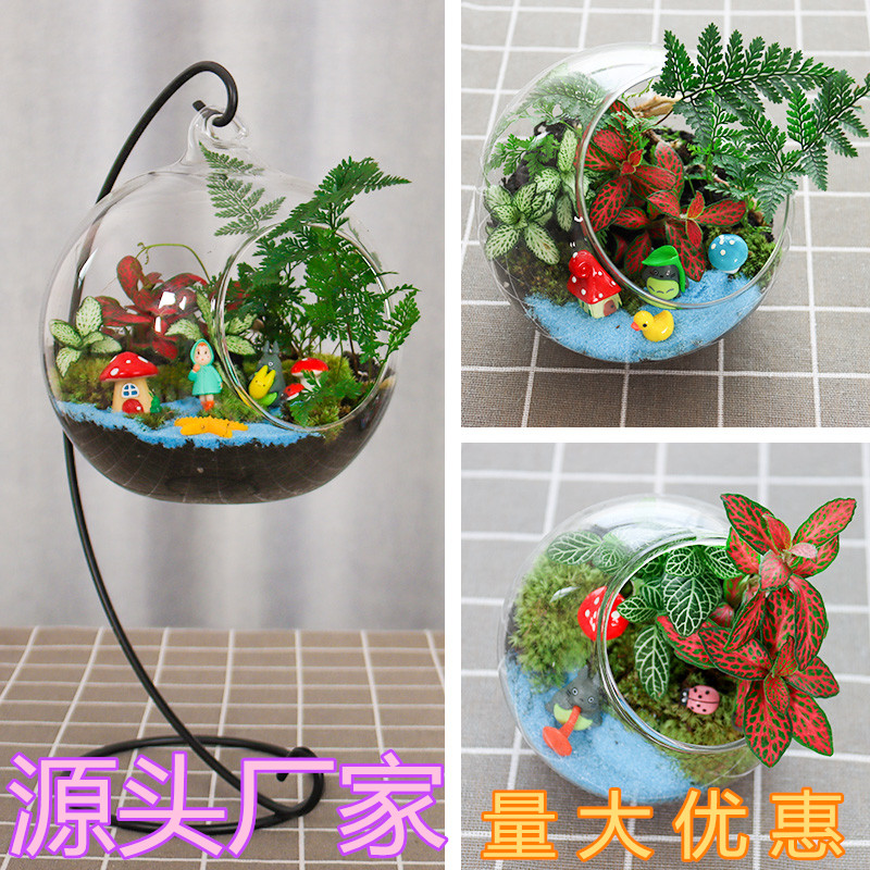 暖场多肉苔藓微景观生态玻璃瓶子创意绿植DIY材料包礼品活动套装